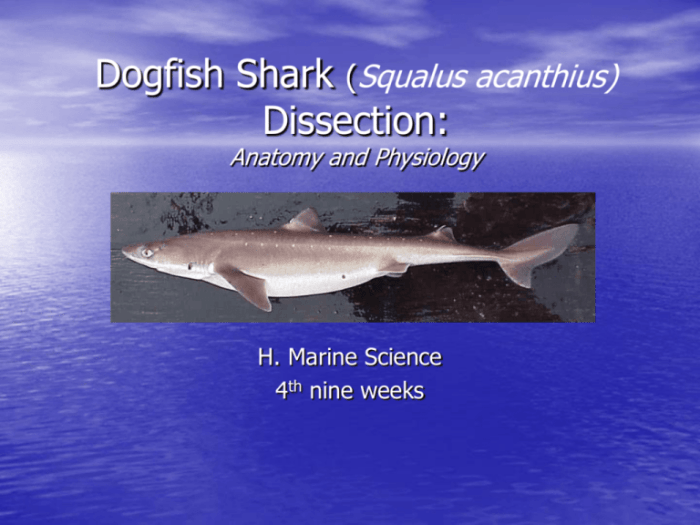 Dogfish shark dissection worksheet answers