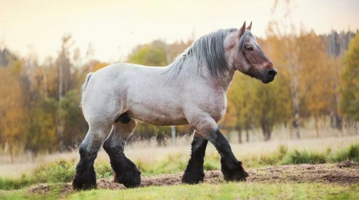 Different breeds of draft horses