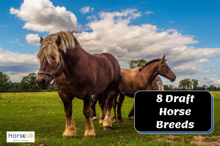 Horse breeds breed chart horses deviantart pony different size ponies cheval mustang chevaux pferde races kids worksheets anatomy types beautiful