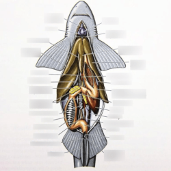 Dogfish shark dissection worksheet answers