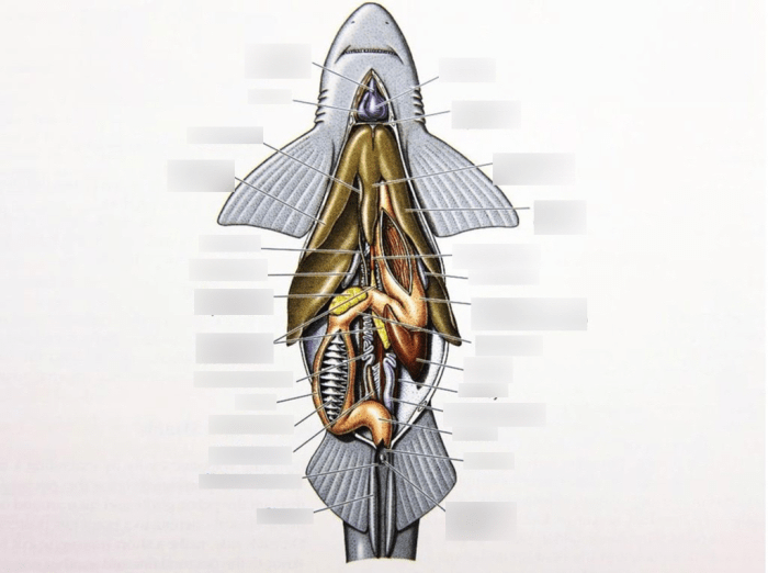 Dogfish shark dissection worksheet answers