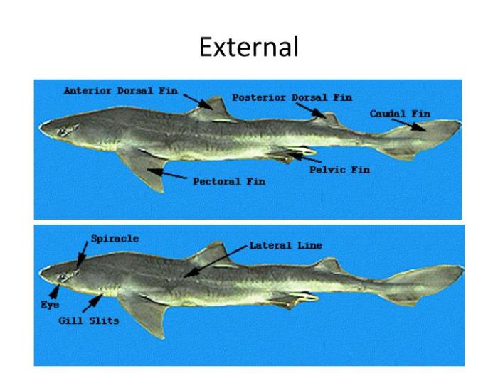 Shark dogfish dissection deters