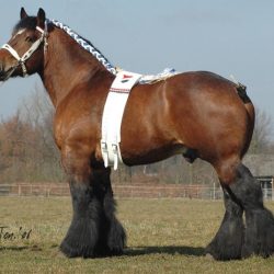 Different breeds of draft horses