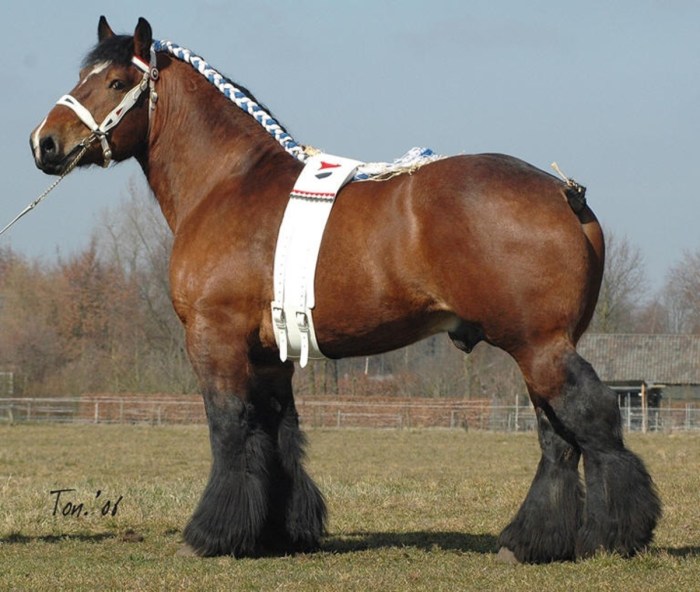 Different breeds of draft horses