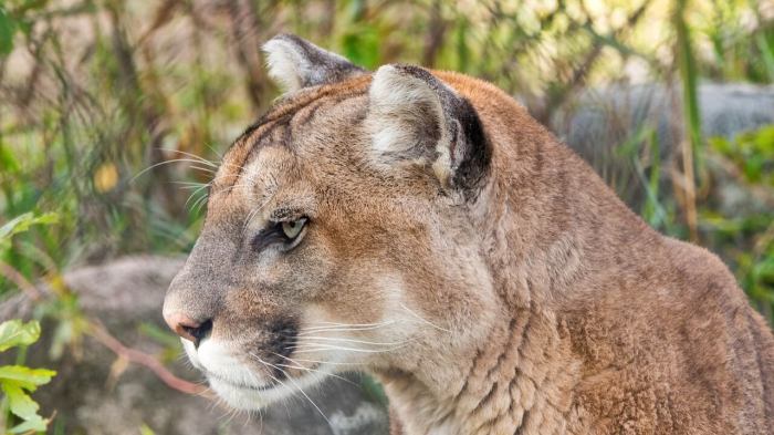 Cougars which can live in many climates are skilled hunters